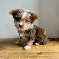 Benji, a male Chihuahua and Yorkshire Terrier for sale in Macomb Township, MI – 3 of 5