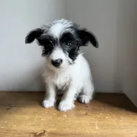 Cannoli , a male Chorkie for sale in Macomb Township, MI – 3 of 5