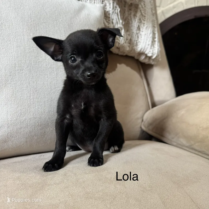 Lola – Chihuahua puppy for sale in Macomb Township, MI