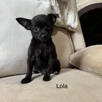 Lola, a female Chihuahua for sale in Macomb Township, MI – 1 of 6