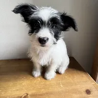 Cannoli , a male Chorkie for sale in Macomb Township, MI – 2 of 5