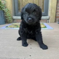 Serena , a female Golden Retriever and Bernedoodle for sale in Macomb Township, MI – 7 of 7