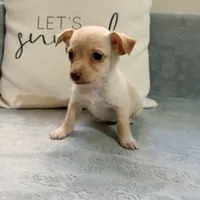 Stella, a female Chihuahua for sale in Macomb Township, MI – 2 of 6