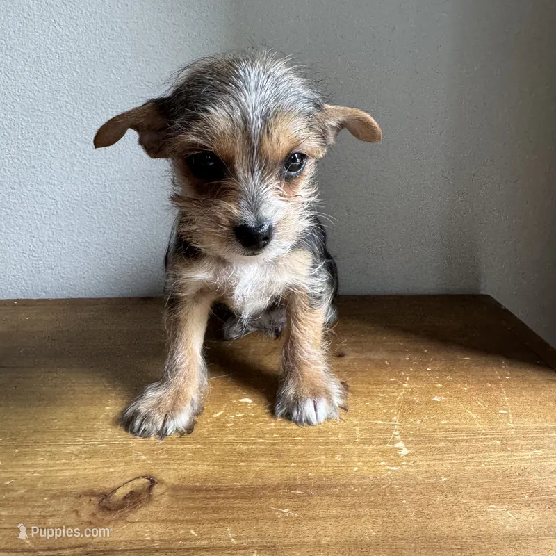 Lenny  – Chorkie puppy for sale in Macomb Township, MI