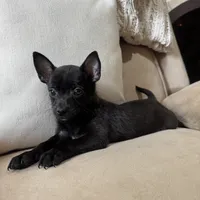 Stew , a male Chihuahua for sale in Macomb Township, MI – 2 of 3