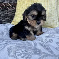 Joey, a male Shih Tzu and Yorkshire Terrier for sale in Macomb Township, MI – 2 of 6