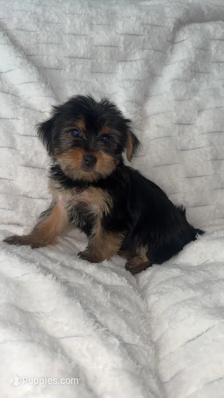 Bruce – Yorkshire Terrier puppy for sale in Macomb Township, MI