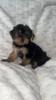 Bruce, a male Yorkshire Terrier for sale in Macomb Township, MI – 2 of 5