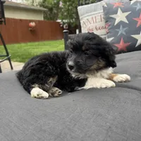Lily , a female Miniature Aussiedoodle for sale in Macomb Township, MI – 1 of 2