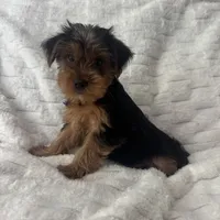 Johnny, a male Yorkshire Terrier for sale in Macomb Township, MI – 2 of 6
