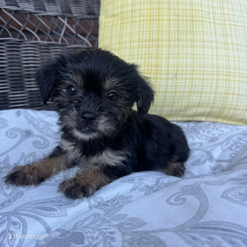 Monica  – Shih Tzu, Yorkshire Terrier puppy for sale in Macomb Township, MI