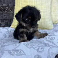 Phoebe , a female Shorkie for sale in Macomb Township, MI – 4 of 6