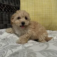Bowie, a male Poodle - Toy  for sale in Macomb Township, MI – 4 of 6