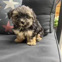 Cam, a male Morkie for sale in Macomb Township, MI – 4 of 8