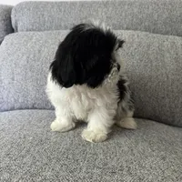 Bob, a male Shih Tzu for sale in Macomb Township, MI – 4 of 5