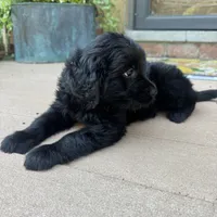 Serena , a female Golden Retriever and Bernedoodle for sale in Macomb Township, MI – 4 of 6