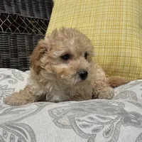 Bowie , a male Poodle - Miniature  for sale in Macomb Township, MI – 6 of 6