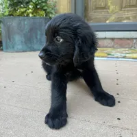 Lily, a female Golden Retriever and Bernedoodle for sale in Macomb Township, MI – 3 of 6