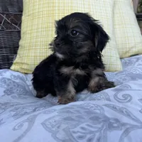 Chandler, a male Shih Tzu and Yorkshire Terrier for sale in Macomb Township, MI – 6 of 6