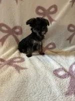 Rachel, a female Shorkie for sale in Macomb Township, MI – 4 of 4