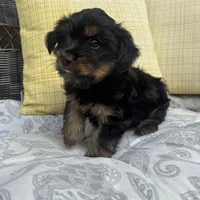 Ross, a male Shorkie for sale in Macomb Township, MI – 3 of 5