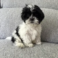 Laney, a female Shih Tzu for sale in Macomb Township, MI – 4 of 6