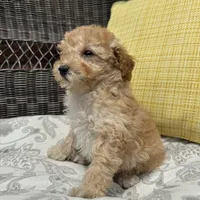 Honey , a male Poodle - Miniature  for sale in Macomb Township, MI – 5 of 6