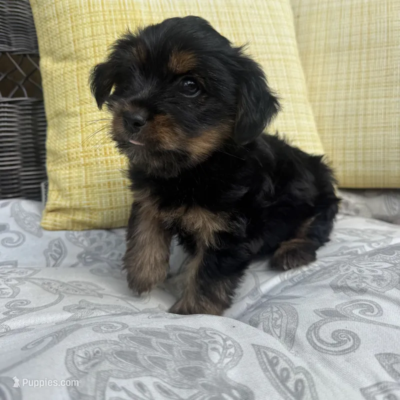 Ross – Shih Tzu, Yorkshire Terrier puppy for sale in Macomb Township, MI
