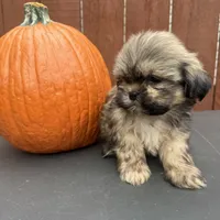 Carmel , a male Shih Tzu for sale in Macomb Township, MI – 9 of 9