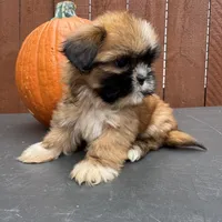 Candy, a female Shih Tzu for sale in Macomb Township, MI – 7 of 9