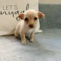 Stella, a female Chihuahua for sale in Macomb Township, MI – 4 of 6