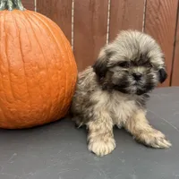 Carmel , a male Shih Tzu for sale in Macomb Township, MI – 2 of 9