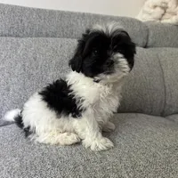 Kevin, a male Shih Tzu for sale in Macomb Township, MI – 5 of 5