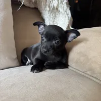 Carlos, a male Chihuahua for sale in Macomb Township, MI – 2 of 7