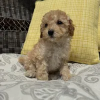 Honey , a male Poodle - Miniature  for sale in Macomb Township, MI – 2 of 6