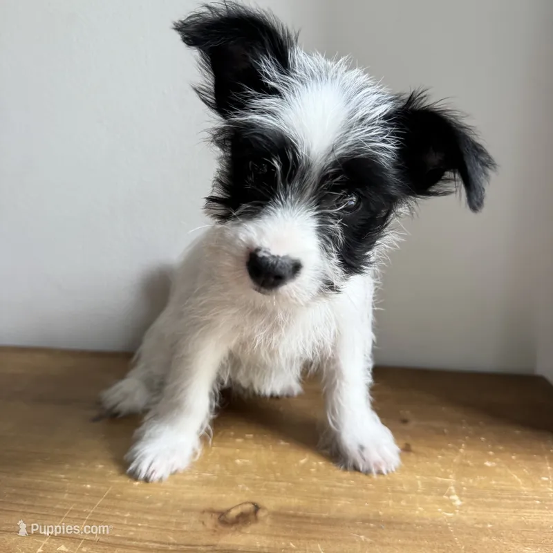 Cannoli  – Chorkie puppy for sale in Macomb Township, MI
