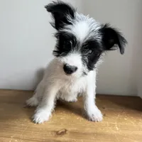 Cannoli , a male Chorkie for sale in Macomb Township, MI – 1 of 5