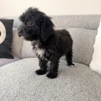 Carly, a female Poodle - Miniature  for sale in Macomb Township, MI – 2 of 5