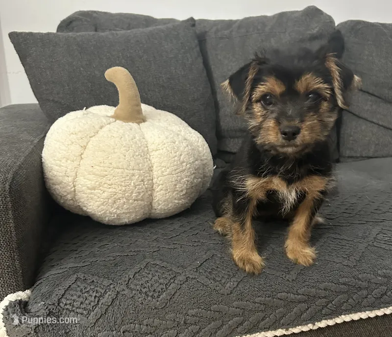 Pheobe – Shorkie puppy for sale in Macomb Township, MI