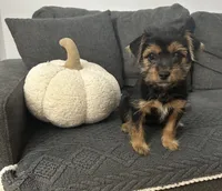 Pheobe, a female Shorkie for sale in Macomb Township, MI – 1 of 2