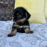 Phoebe , a female Shorkie for sale in Macomb Township, MI – 5 of 5