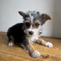 Sable , a female Chorkie for sale in Macomb Township, MI – 3 of 7