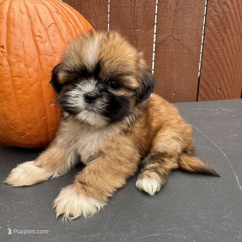 Candy – Shih Tzu puppy for sale in Macomb Township, MI
