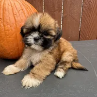 Candy, a female Shih Tzu for sale in Macomb Township, MI – 1 of 9