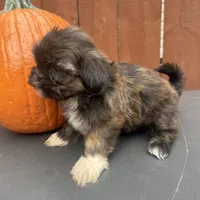 Sprinkles, a female Shih Tzu for sale in Macomb Township, MI – 3 of 9