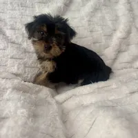 Bruce, a male Yorkshire Terrier for sale in Macomb Township, MI – 5 of 5
