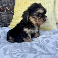 Joey, a male Shih Tzu and Yorkshire Terrier for sale in Macomb Township, MI – 4 of 6