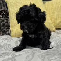 George , a male Poodle - Miniature  for sale in Macomb Township, MI – 3 of 7
