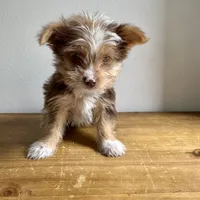Benji, a male Chihuahua and Yorkshire Terrier for sale in Macomb Township, MI – 2 of 5