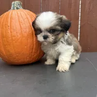 Fudge, a male Shih Tzu for sale in Macomb Township, MI – 2 of 10